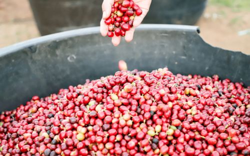 3元多，品味現磨精品咖啡與甜點時光